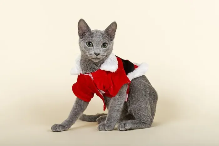 Framed Print : Russian Blue kitten, 20 weeks, dressed for Christmas