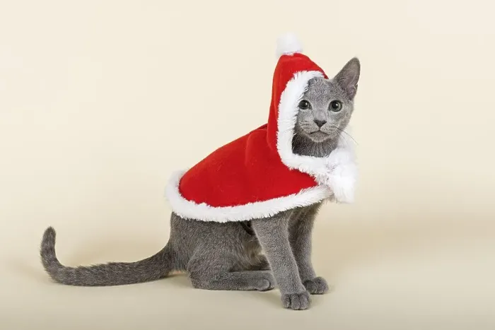 Framed Print : Russian Blue kitten, 20 weeks, dressed for Christmas Framed Print : Russian Blue kitten, 20 weeks, dressed for Christmas