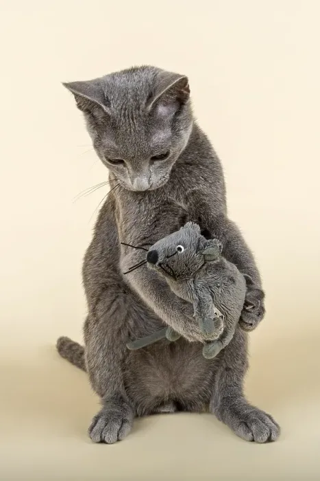 Framed Print : Russian Blue kitten with toy mouse