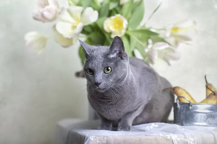 Framed Print : Russian Blue Pedigree Cat Sitting on Table with Pears