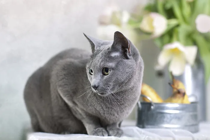 Framed Print : Russian Blue Pedigree Cat Sitting on Table with Pears Framed Print : Russian Blue Pedigree Cat Sitting on Table with Pears