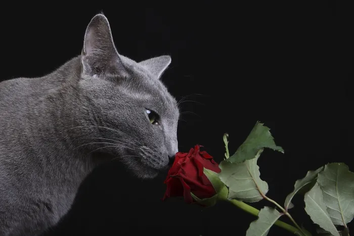 Framed Print : Russian blue smells of a rose