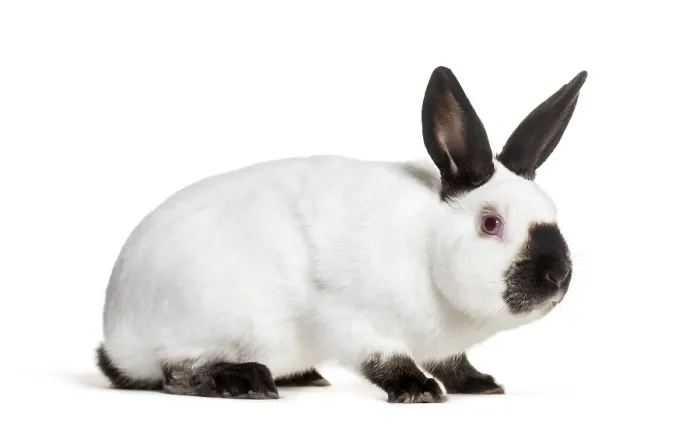 Framed Print : Russian rabbit sitting against white background Framed Print : Russian rabbit sitting against white background
