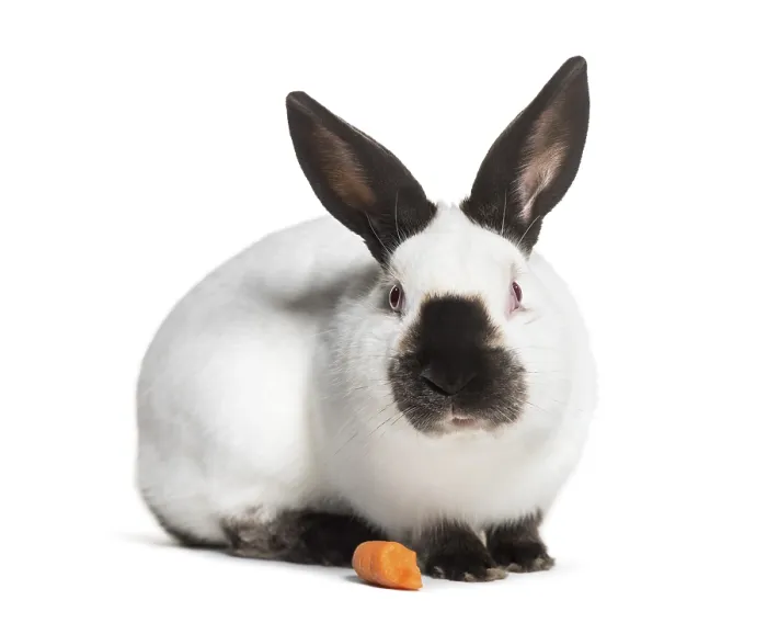 Framed Print : Russian rabbit sitting against white background Framed Print : Russian rabbit sitting against white background