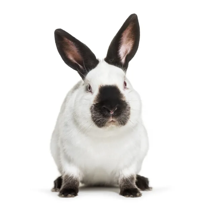 Framed Print : Russian rabbit sitting against white background