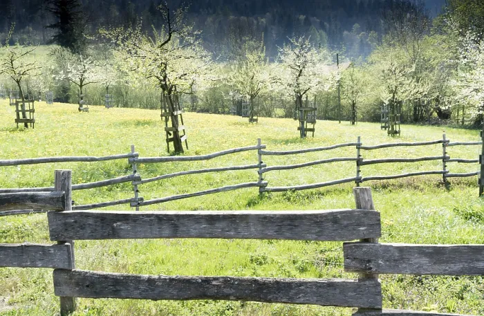 Framed Print : rustic handmade wooden fences separate green meadows and blossoming trees in an orchard with forest behind