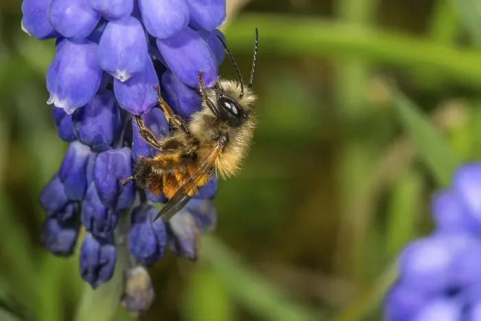 Framed Print : Rusty mason bee (Osmia bicornis) on grape hyacinth (Muscari armeriacum)