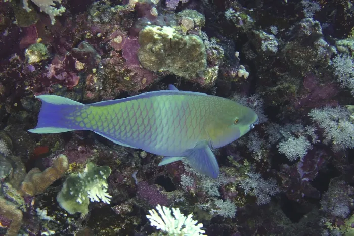 Framed Print : Rusty-naped parrotfish (Scarus ferrugineus)