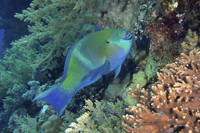 Framed Print : Rusty parrotfish (Scarus ferrugineus)