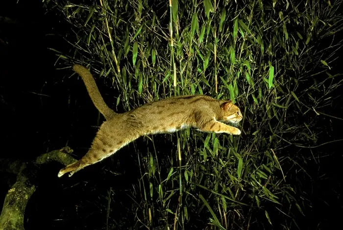 Framed Print : Rusty-spotted cat (Prionailurus rubiginosus)