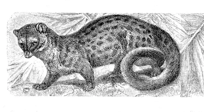Framed Print : Rusty-spotted genet (Genetta maculata) Framed Print : Rusty-spotted genet (Genetta maculata)