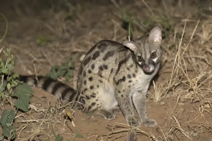 Framed Print : Rusty-spotted Genet (Genetta maculata)