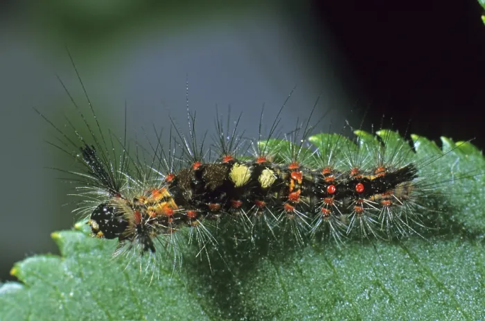 Framed Print : Rusty Tussock Moth (Orgya recens), caterpillar