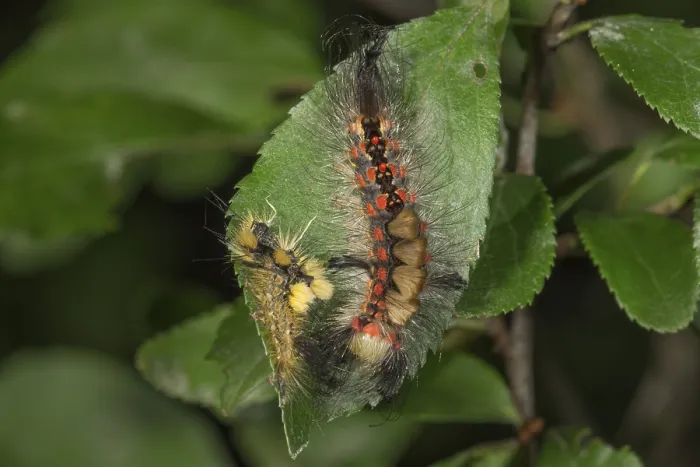 Framed Print : Rusty Tussock Moth (Orgyia antiqua) caterpillar freshly skinned with old caterpillar skin on blackthorn leaf Framed Print : Rusty Tussock Moth (Orgyia antiqua) caterpillar freshly skinned with old caterpillar skin on blackthorn leaf