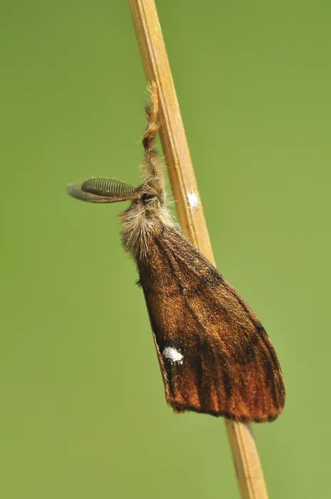 Framed Print : Rusty Tussock Moth or Vapourer (Orgyia antiqua)