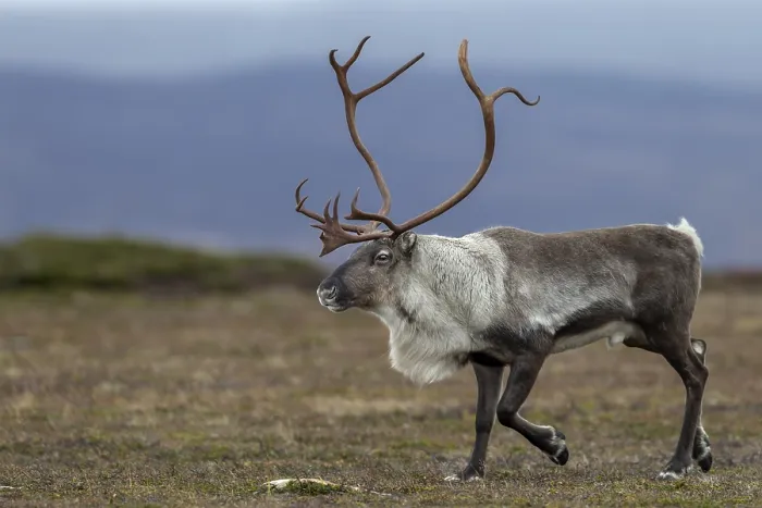 Framed Print : During the rut, reindeer bulls (Rangifer tarandus) are almost constantly on the move