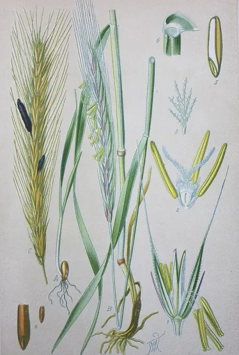 Framed Print : Rye (Secale cereale), historical illustration from 1885 Framed Print : Rye (Secale cereale), historical illustration from 1885