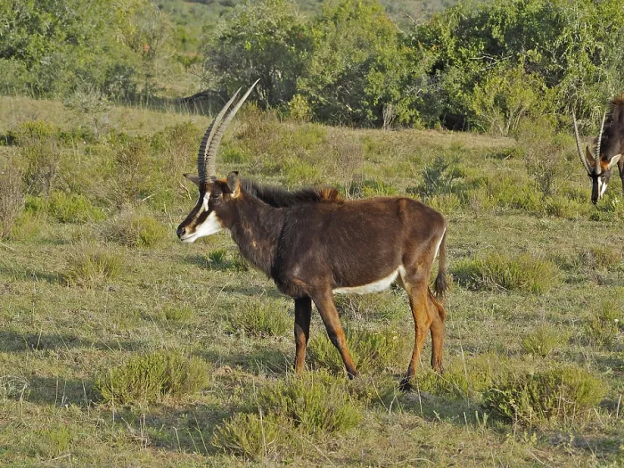 Framed Print : Sable antelope (Hippotragus niger)