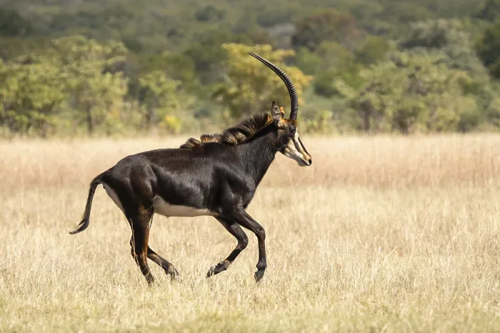 Framed Print : Sable Antelope (Hippotragus niger)