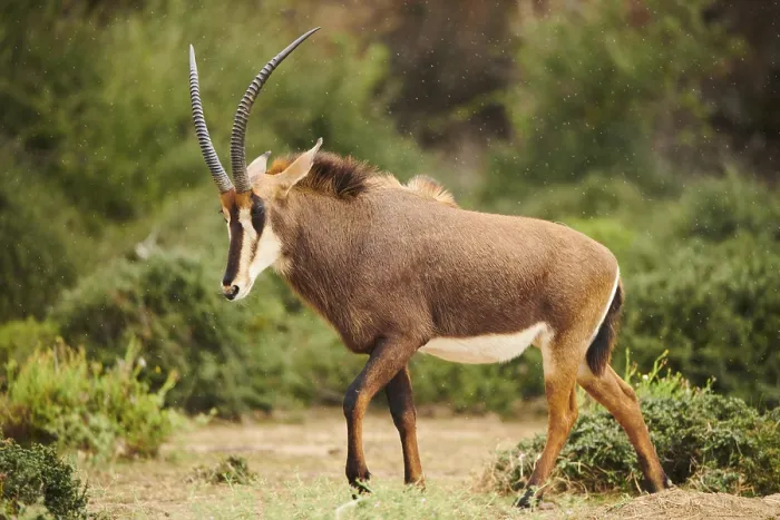 Framed Print : Sable antelope (Hippotragus niger) in the dessert