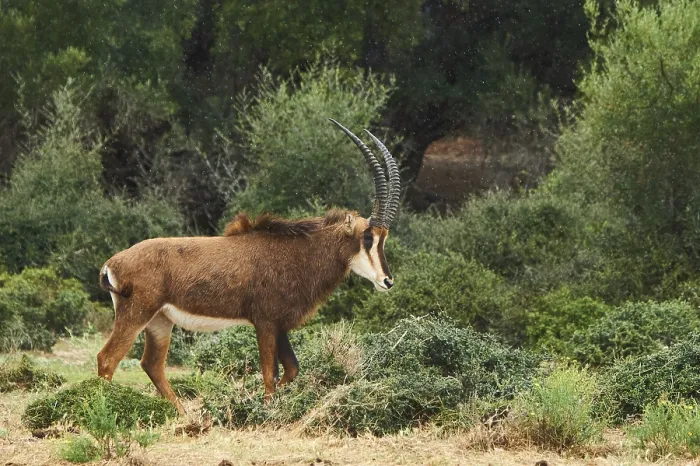Framed Print : Sable antelope (Hippotragus niger) in the dessert Framed Print : Sable antelope (Hippotragus niger) in the dessert