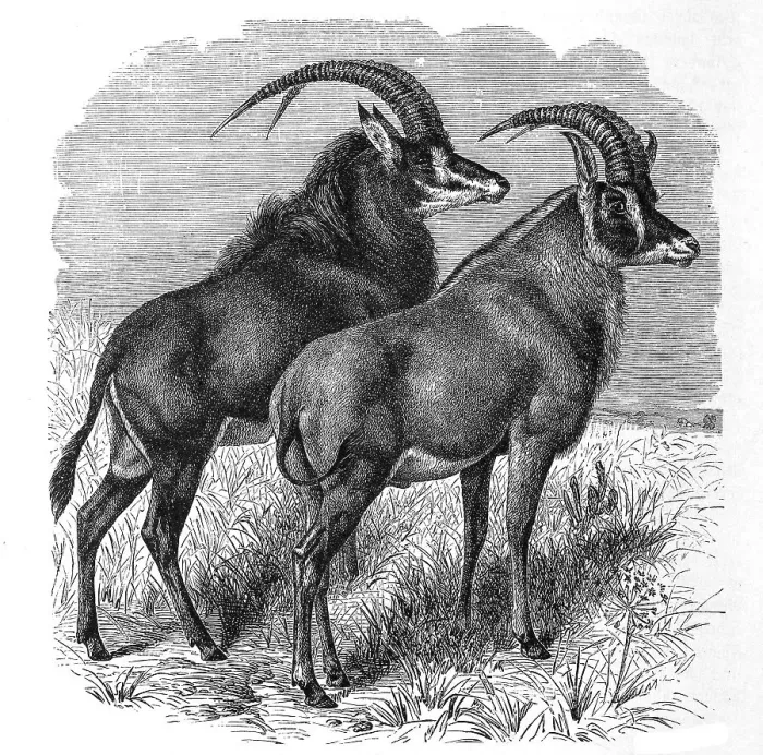 Framed Print : Sable antilope (Hippotragus niger) Framed Print : Sable antilope (Hippotragus niger)