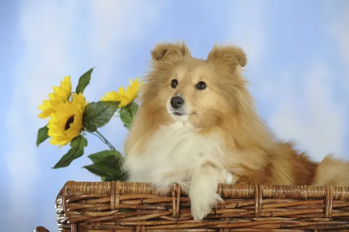 Framed Print : Sable coloured Sheltie or Shetland Sheepdog in a wicker basket