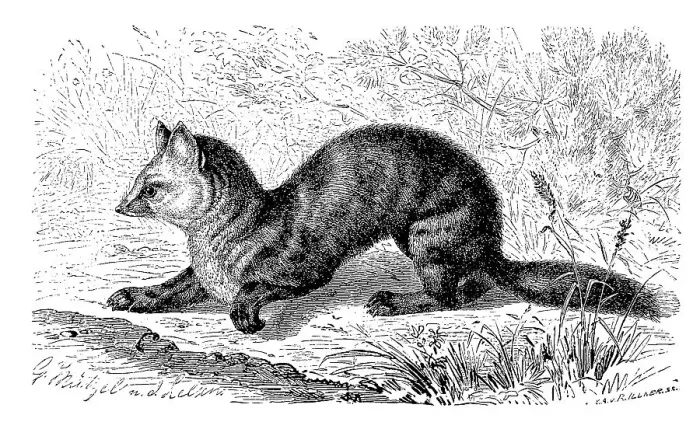 Framed Print : Sable, Martes zibellina, a species of predator from the genus of the true marten