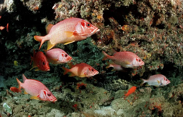 Framed Print : Sabre squirrelfish (Sargocentron spiniferum) Framed Print : Sabre squirrelfish (Sargocentron spiniferum)