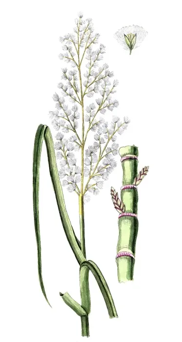 Framed Print : Saccharum officinarum, sugar cane Framed Print : Saccharum officinarum, sugar cane