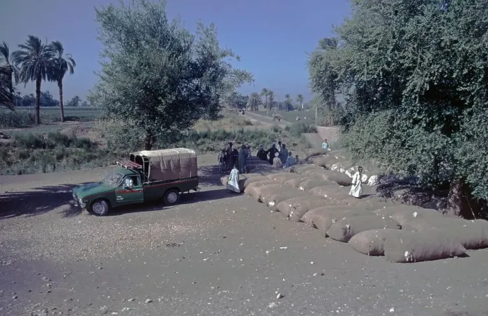 Framed Print : Sacks of cotton, van, people, trees