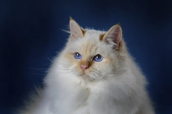 Framed Print : Sacred Birman, tomcat, animal portrait, Austria Framed Print : Sacred Birman, tomcat, animal portrait, Austria