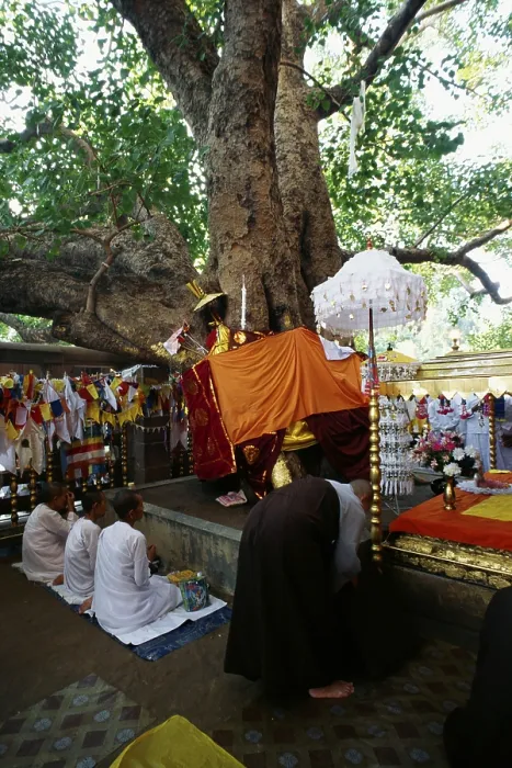 Framed Print : Sacred Bodhi tree, Bodhgaya, Bihar, India Framed Print : Sacred Bodhi tree, Bodhgaya, Bihar, India