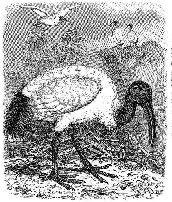 Framed Print : Sacred Ibis, black-headed ibis (Threskiornis melanocephalus)