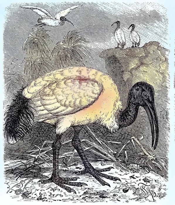 Framed Print : Sacred Ibis, Black-headed Ibis (Threskiornis melanocephalus)
