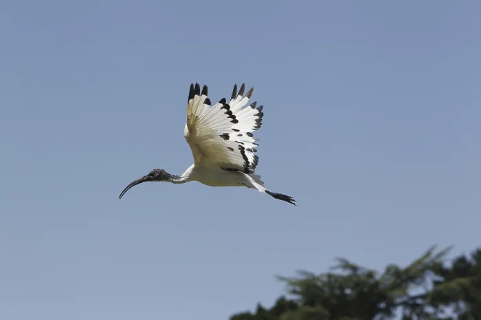 Framed Print : Sacred Ibis, threskiornis aethiopica