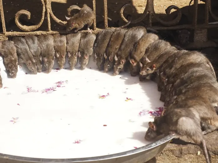 Framed Print : Sacred Rats, Karni Mata Temple or Rat Temple Framed Print : Sacred Rats, Karni Mata Temple or Rat Temple