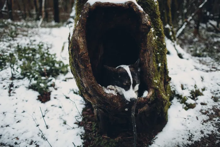 Framed Print : The sad puppy corgi dog seats in hollow tree Framed Print : The sad puppy corgi dog seats in hollow tree