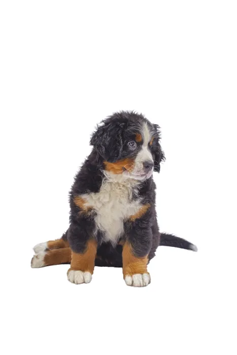 Framed Print : Sad puppy dog sitting isolated on white background