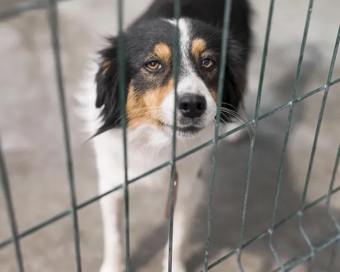 Framed Print : Sad rescue dog fence adoption shelter Framed Print : Sad rescue dog fence adoption shelter