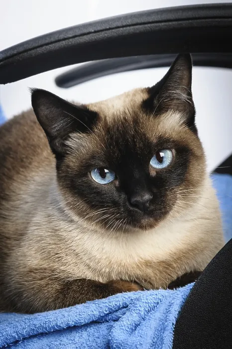Framed Print : Sad siamese cat face macro extreme closeup Framed Print : Sad siamese cat face macro extreme closeup