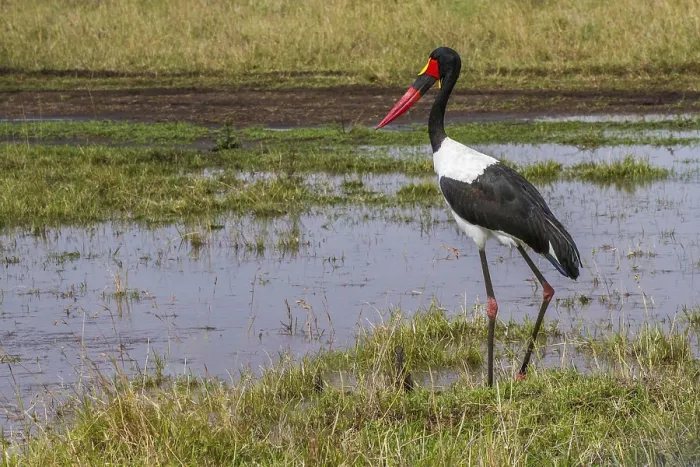Framed Print : Saddle stork (Ephippiorhynchus senegalensis) Framed Print : Saddle stork (Ephippiorhynchus senegalensis)