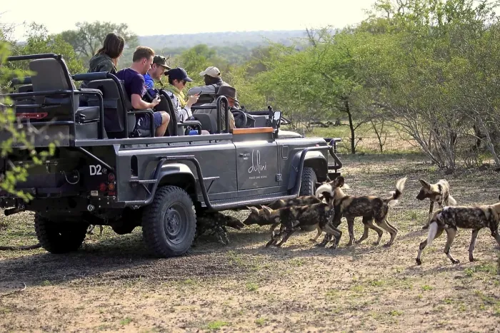 Framed Print : Safari, watching pack of African wild dogs (Lycaon pictus)