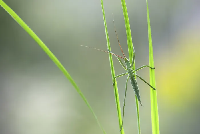 Framed Print : Saga pedo bush cricket (Sago pedo)