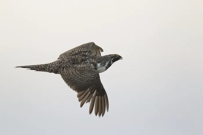 Framed Print : Sage Grouse (Centrocercus urophasianus) male flying Framed Print : Sage Grouse (Centrocercus urophasianus) male flying