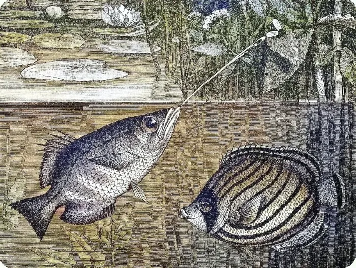 Framed Print : Sagittarius, Toxotes jaculator and meyers butterflyfish (Chaetodon meyeri)