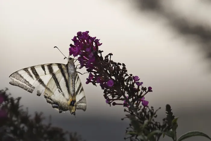 Framed Print : Sail butterfly (Iphiclides podalirius) sitting on a lilac blossom