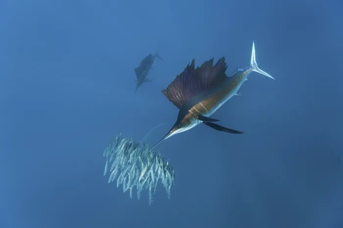 Framed Print : Sailfish hunting sardines, Istiophorus albicans