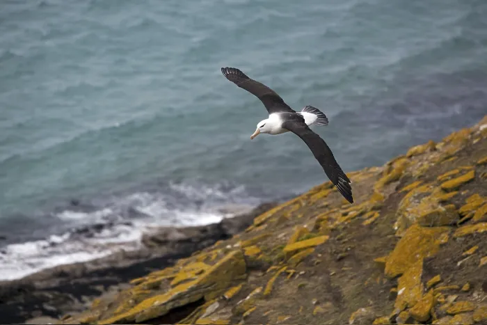 Framed Print : Sailing black-browed albatross on Sounders Island