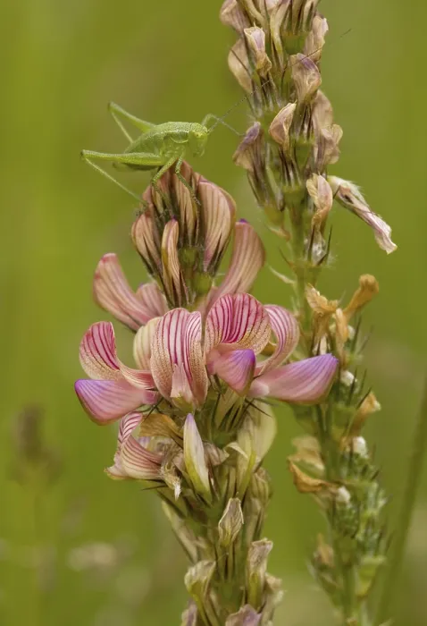 Framed Print : Sainfoin (Onobrychis viciifolia) flowering